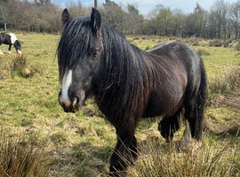 6 Year Old 12.2hh Cob Stallion