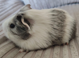 Guinea pigs