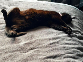 Kittens