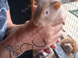 Baby guinea pigs