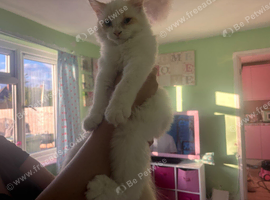 Ragdoll kitten