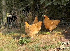 Buff Orpington Chicks