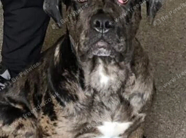 Merle cane corso