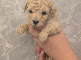 Poochon puppies