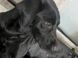 Beautiful KC Labrador Puppies