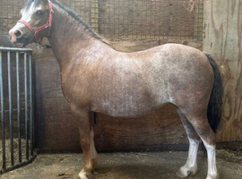 Chesnut roan mare