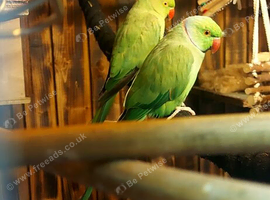 Bonded pair