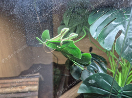 casque headed iguana babies