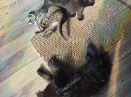 Kittens