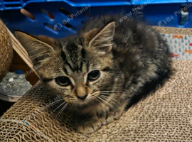 kittens for sale