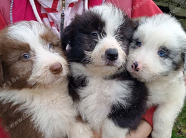 Bearded Collie Puppies
