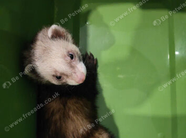 Polecat hob kits