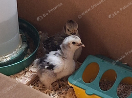 Columbian Pekin Bantam Chicks