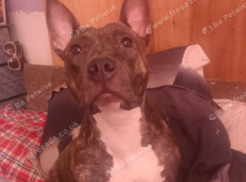 Brindle staffy