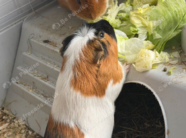 guinea pigs