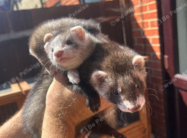 Ferret kits
