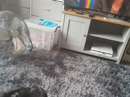 2 year old Staffordshire bull terrier