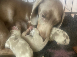 1 left Stunning Dachshund Puppies
