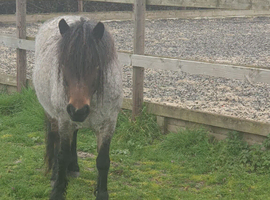 Project Pony mare mounted games