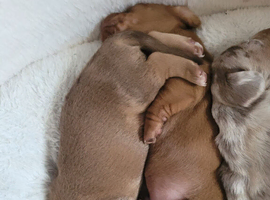 Miniture /dapple dashound puppy's