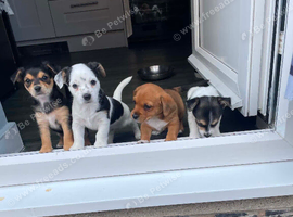 Jack Russel puppy