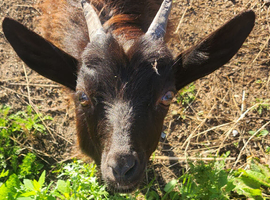 Pygmy Nanny Goats