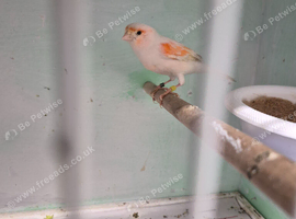 Harlequin female