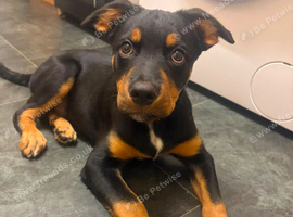 Rottweiler mix with Border Collie