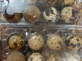 Fresh quail eggs