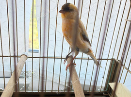 Canaries