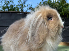 Beautiful Lion Lop Girl