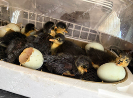 Ducklings