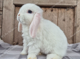 Bonny little blue eyed white boy.
