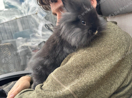 Lionhead bunnies