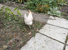 2 Silver Sussex laying hens