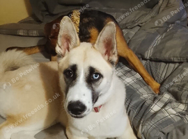 Husky cross American Akita