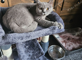 Bella beautiful 2 year old pedigree blue british short hair