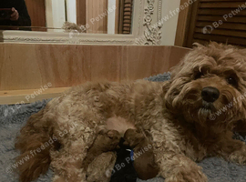 Beautiful F1b mini goldendoodles