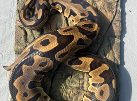Proven female leopard het clown