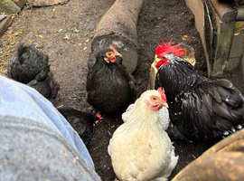 Bantams