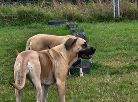 Rehome of my baby girl