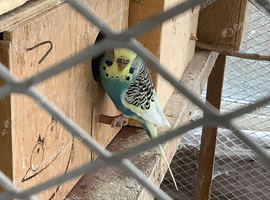 Budgies for sale, different colours, adult males and females