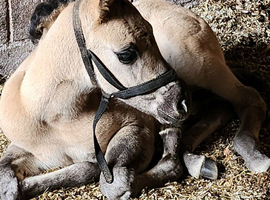 Bonnie Grulla Quarter Horse Filly (deposit received)