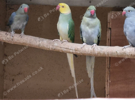 Mutation ringnecks
