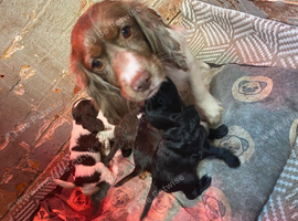 Cocker spaniel puppies