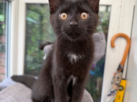 Adorable Kittens Ready for Their Forever Homes