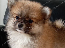 8 week old Female puppies