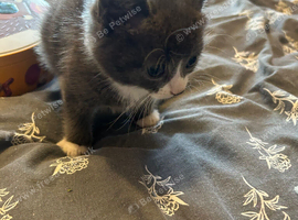 Four kittens 7 weeks old