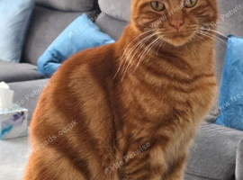 Ginger Male Neutered - 2 years old