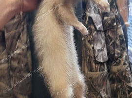 Ferrets